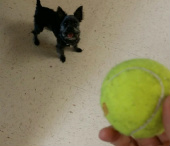 Dog Chasing Ball