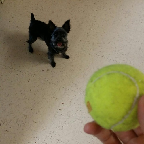 Dog Chasing Ball